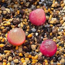 ��ʯ�� PP ƨ�ɻ�ë�h���L⏟��ݿտ���O�� ���F ʯ���������l