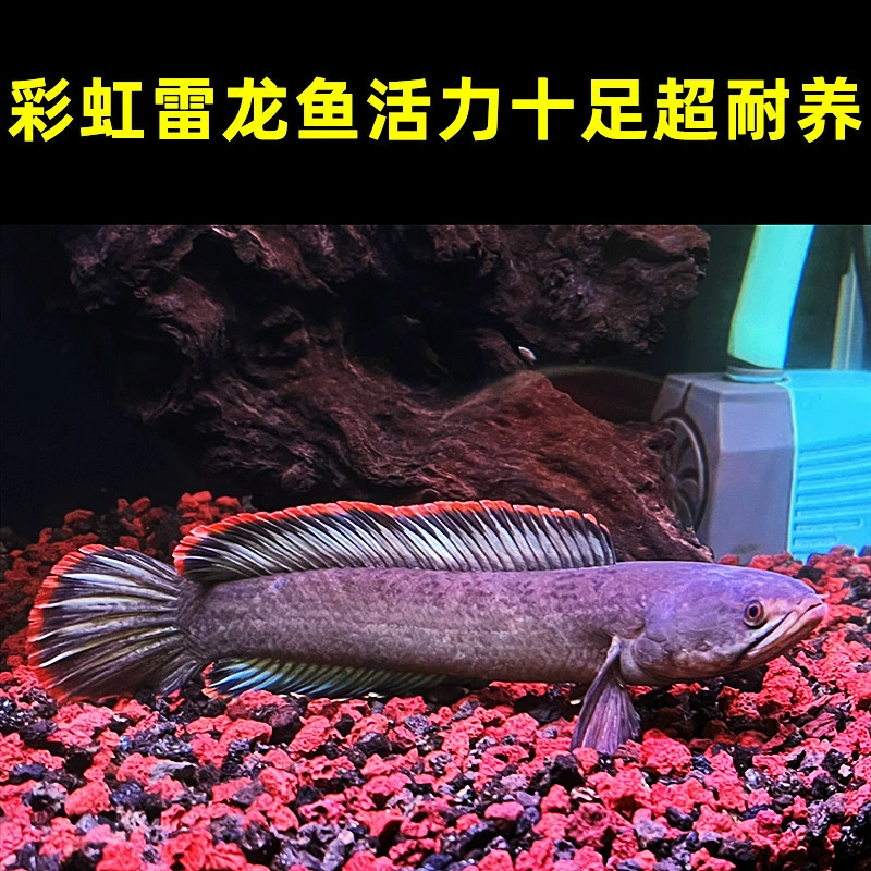 Декоративная рыба «thunder dragon» — Red Moon Pearl / Rainbow / Red Ghost King Sapphire, размеры 4–25 см, с кормом