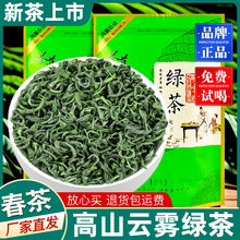 高山云雾绿茶2026新茶浓香型茶叶散装正宗春茶日照足炒青毛尖茶园