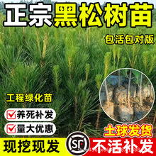 黑松树苗小苗盆栽地栽黑松盆景四季常青造型带土耐旱工程绿化植物