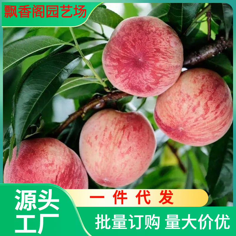 一件代发早熟水蜜桃树苗嫁接黄桃树苖树当年结果南方北方种植树苗