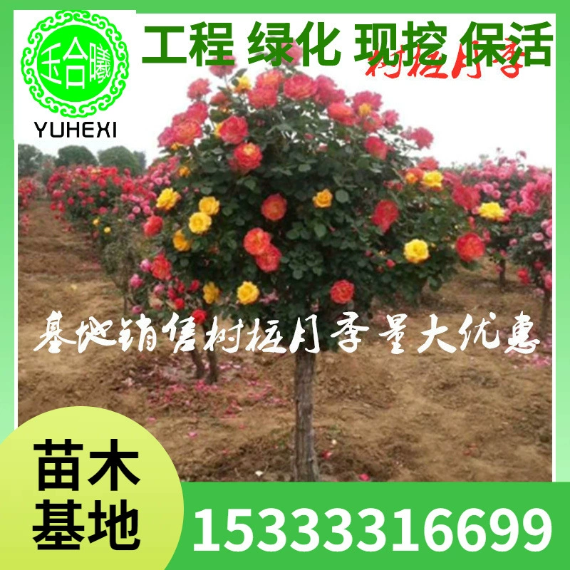 Прямые продажи с базы: крупные розы из корчевок, высокие розы в горшках, посадка в грунт, цветение в том же году, полная спецификация, скидки на большие объемы.