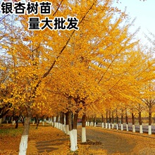 �y�Ә���׹���ͥԺռ�ؾG����ľ�е�����~�y��С���ϱ����Nֲ