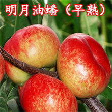 Ҙ޽ҘˮҘԮYϱNֲѪҹ