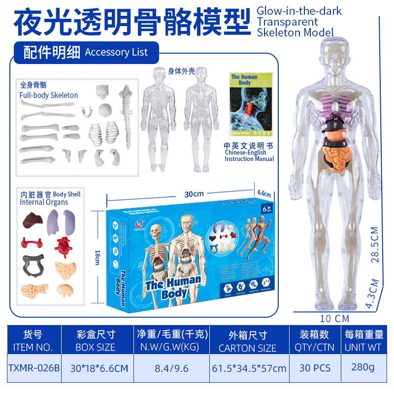 Modelo del cuerpo humano, juguetes educativos STEM para niños, modelo de anatomía humana desmontable, reconocimiento de órganos, fabricante, venta al por mayor image 20