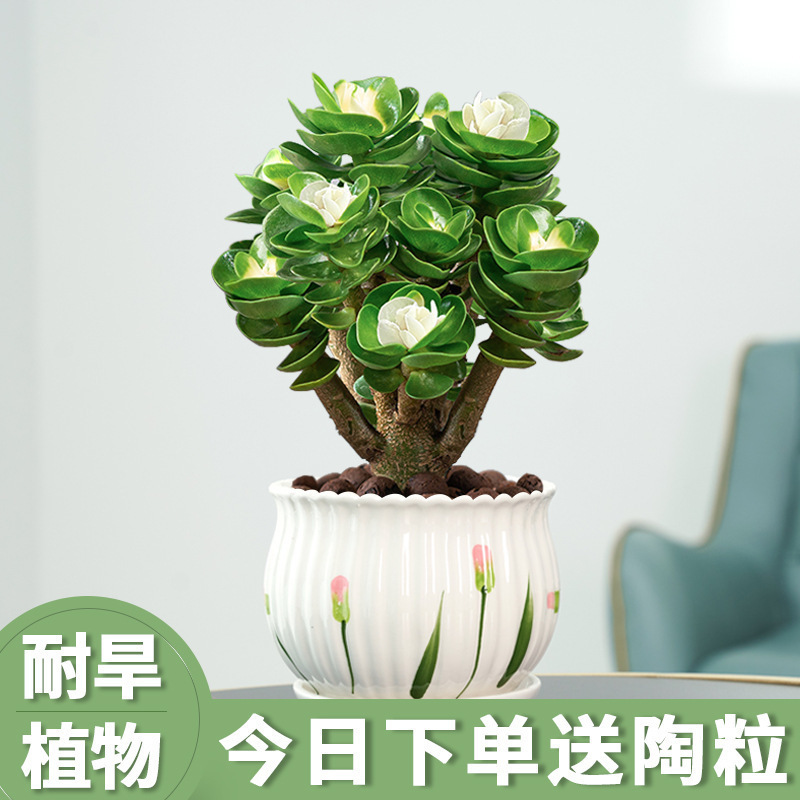 Money Tree Bonsai Succulent Plant Indoor Potted Flower Plant Fortune Tree Evergreen Easy to Care for Hardy Drought-Resistant Green Plant
