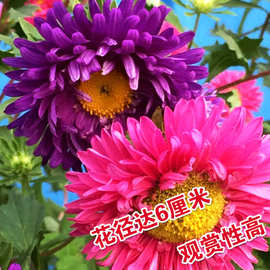 厂家批发翠菊种子庭院盆栽观赏易播四季花卉野花种子工程绿化花籽