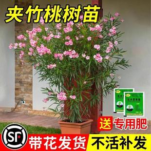 �A���������Ԙ���ͥԺ����ֲ�ﻨ���ļ�����G�����������~�A����
