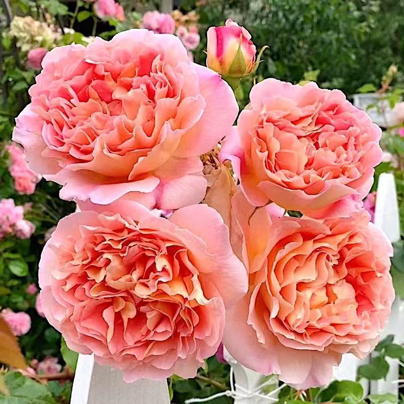 四季咲きのバラの花苗、特大の花つる苗、屋内外のバルコニー鉢植えバラ|undefined