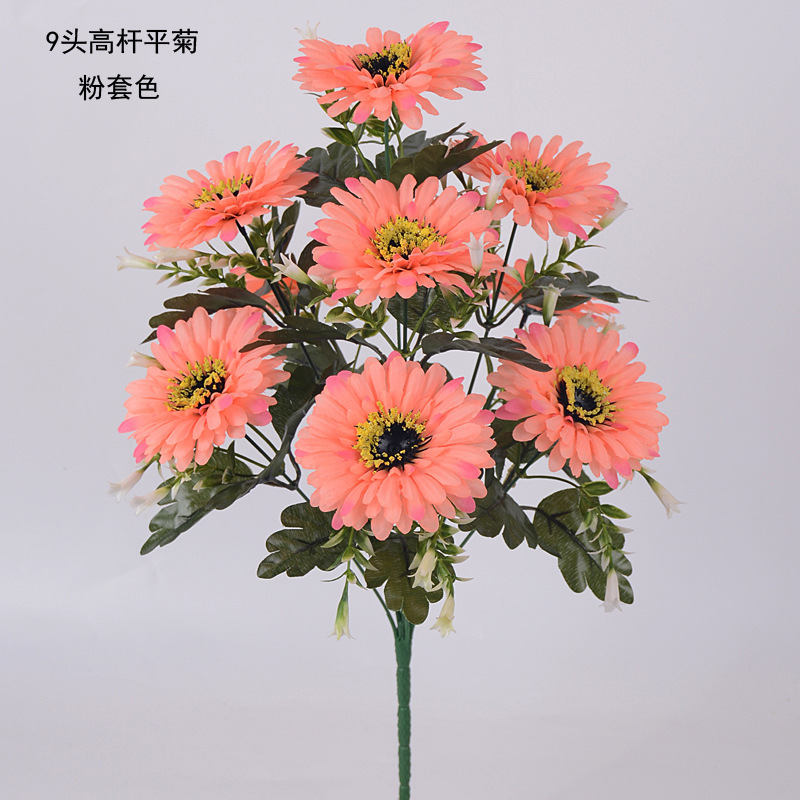 9头高杆平菊18 副本.JPG
