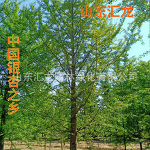 银杏南北方种植白果树 绿化乔木行道树1-50公分基地货源银杏树