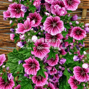 ���N���\���N���G�����X�ϻ������N�����ļ��׻�ߗU¶��ͥԺ����