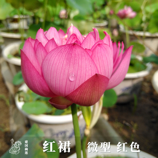 �tȹ ΢��ɏ���Nź��ɻ�����ˮ���^�p�̨ͥԺ���ܽ�����ɏ