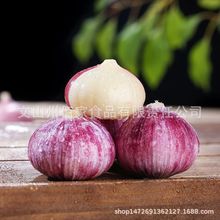 1000g大果(3-3.5cm) 有机大蒜紫皮独头蒜云南2025新蒜干蒜
