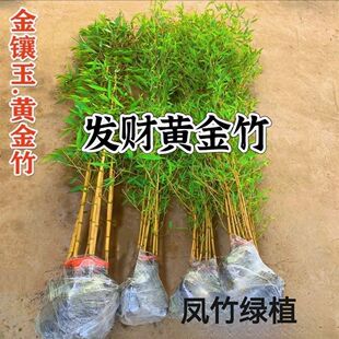 �S��������������ͥԺ�ļ����໨�@�^�pֲ���҃������Ծ��^