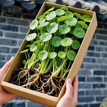铜钱草水培植物大叶水养金钱草绿植鱼缸水草办公室桌面盆栽净化水
