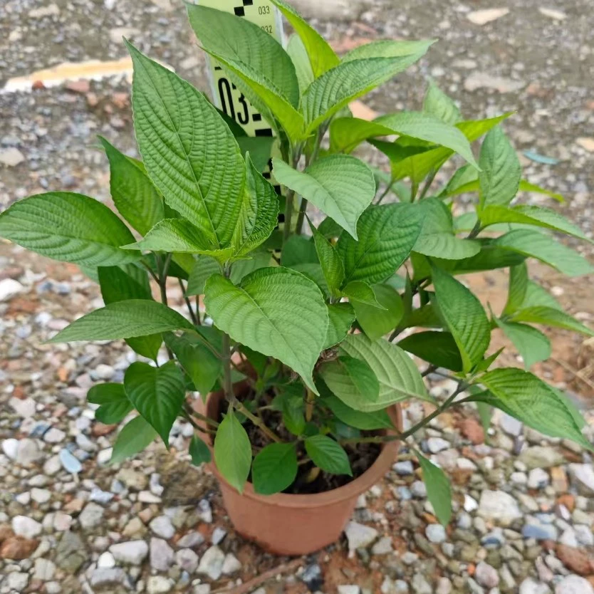 Симпатичные цветочные горшки, рассада цветов, внутренний и открытый двор на террасе, вечнозеленые, термостойкие, морозостойкие и легко выращиваемые рассада растений в любое время года.