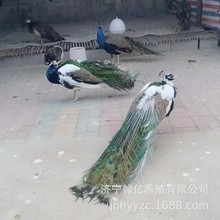 孔雀养殖场 哪里有卖蓝孔雀的白孔雀多少钱一对孔雀标本摆件