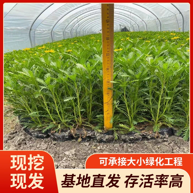 Производитель поставляет золотые хризантемы, весенние хризантемы, маленькие чашки, большие чашки, шарики, полные сорта и спецификации, а также оптом с базы в больших количествах.