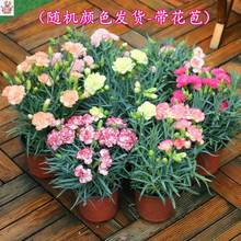 康乃馨鲜花盆栽适合室内家养花卉植物春天开花的春天养的带香味奔