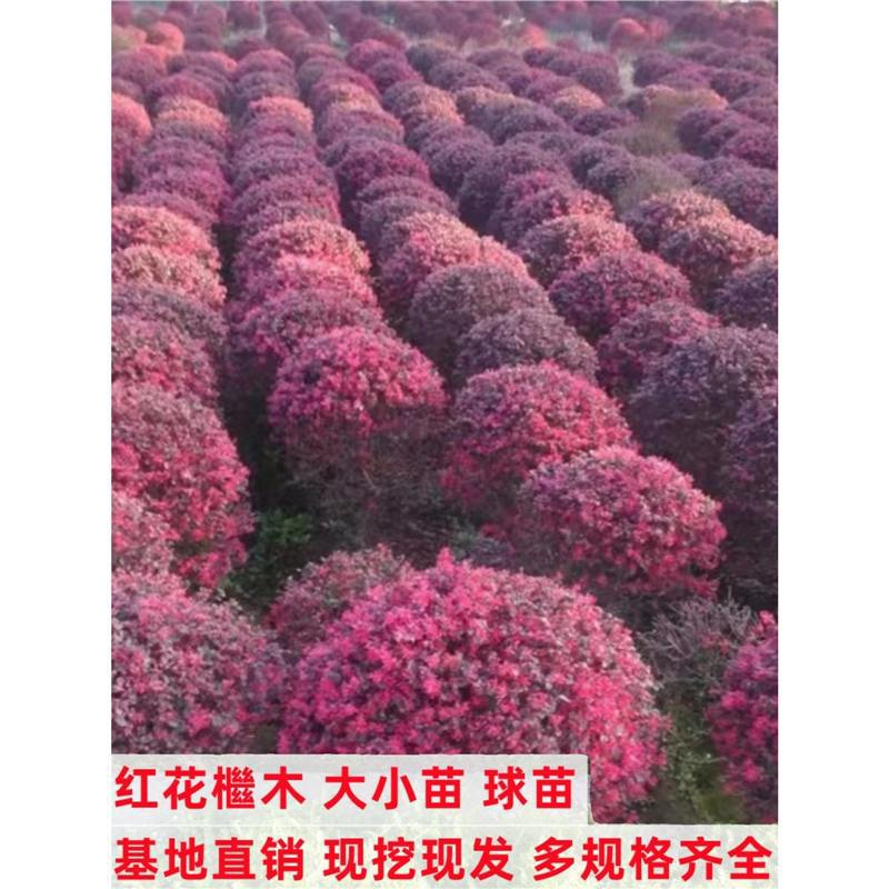 红花继木苗庭院绿植红花檵木球耐寒好养活四季常绿园林绿化工程苗