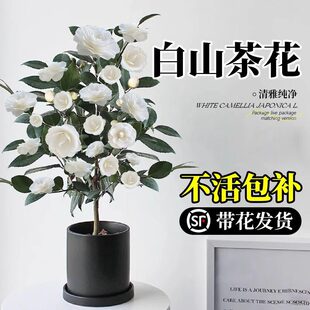 ��ɽ�軨���Ԏ������|������ɫɽ�軨�����ļ��҃Ȼ����̨���B��