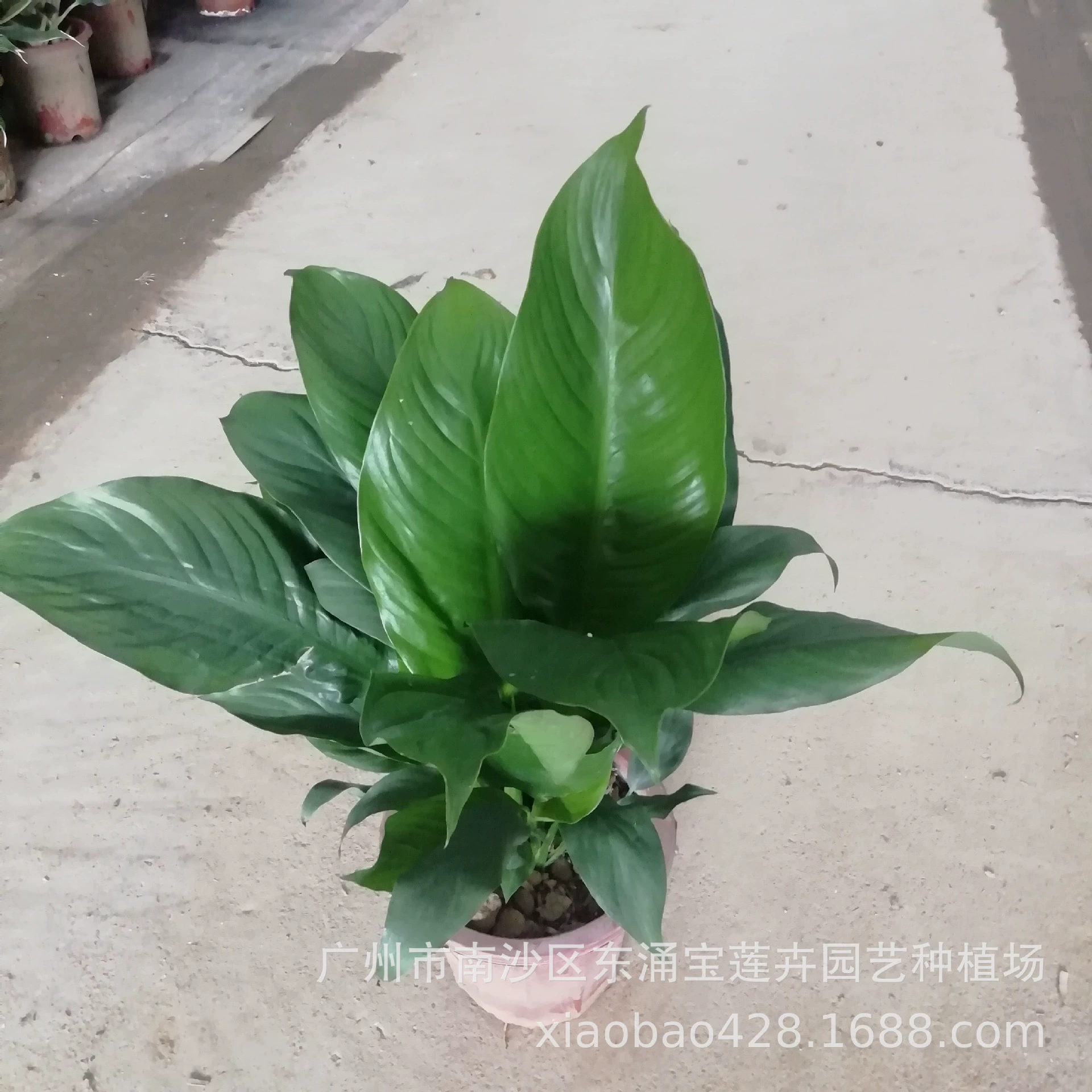 База Цветочное поле питания комнатные Декоративные Зеленые растения Гладкий парусный спорт (белая Пальма) 5 горшков садовых цветов в горшках оптом