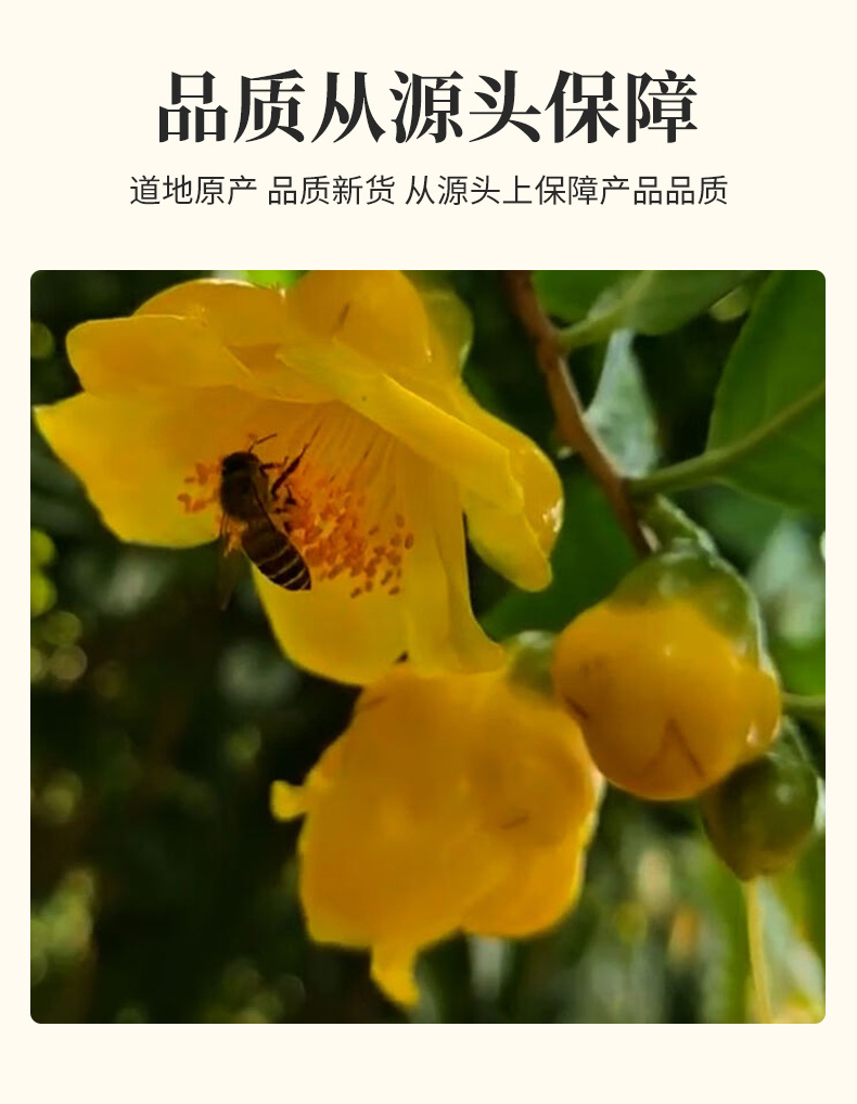 Golden Camellia Flowers (Camellia chrysantha) — Dried Whole Bloom Herbal Tea, Loose 500g specifications