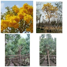 银鳞风铃木 观花行道树带土球发货 黄花乔木
