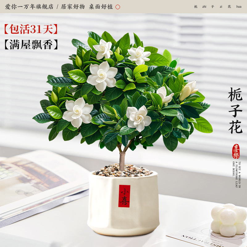 [메인사진과 같은 스타일] 단극 치자나무 + 샤오시 허리 냄비 (포장석 + 영양액 포함)