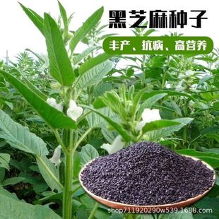 ��֥��N�Ӄ��|�ں�����ͥԺ�Nֲ���͸ߺڰl���B�����S�a�����÷N