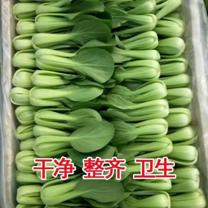 现摘新鲜蔬菜上海青小油菜农家自种蔬菜类小青菜绿叶菜小白菜时令|ru