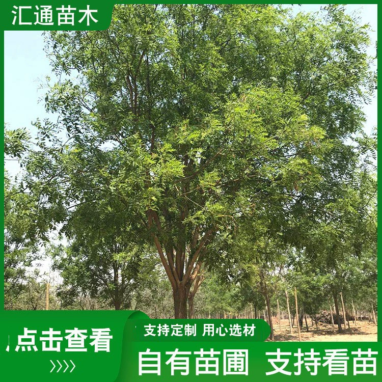 Саженцы софоры японской саженцы Золотой софоры японской саженцы оптом Саженцы софоры японской проект рассады уличного дерева озеленение в наличии