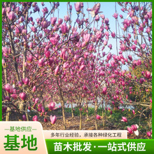 ͥԺе@־G ޽mҎ 󃞻