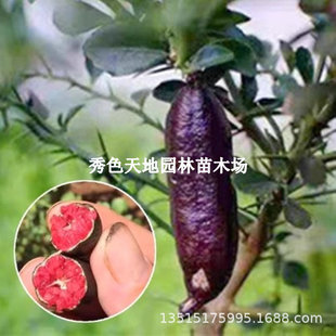 ������ָѪ���ʘ�����Ʒ�N������ָ�������~���u�t�㙉����������