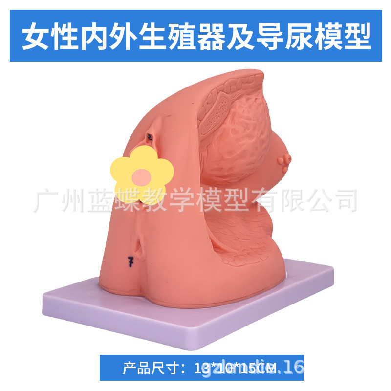 Ů��������ֳ������ ���׵���ѵ����ʾ��ϰ ��������ϵͳ��ѧģ��