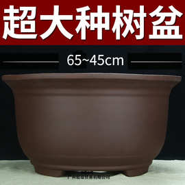 特大号紫砂花盆种树老桩60cm以上种发财树铁树陶瓷盆