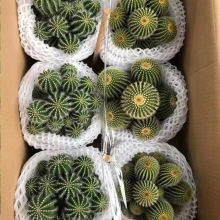 ����ֱ�����^���^����y���帣������tܽ�����B���\ݔ�ɳ��ھGֲ