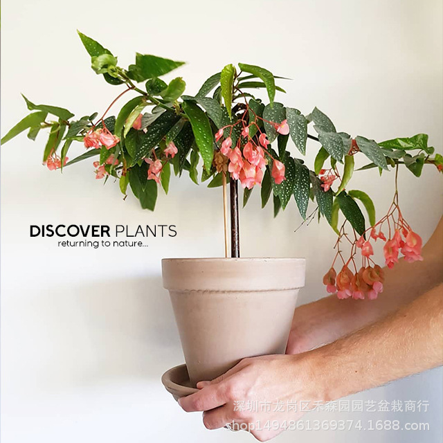 竹节海棠花begonia tamaya大叶斑点盆栽阳台观叶秋海棠木本绿植物