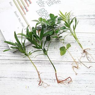 ΢���^ˮ��ֲ�����������Ҭ������_�h�����w�ļ�����