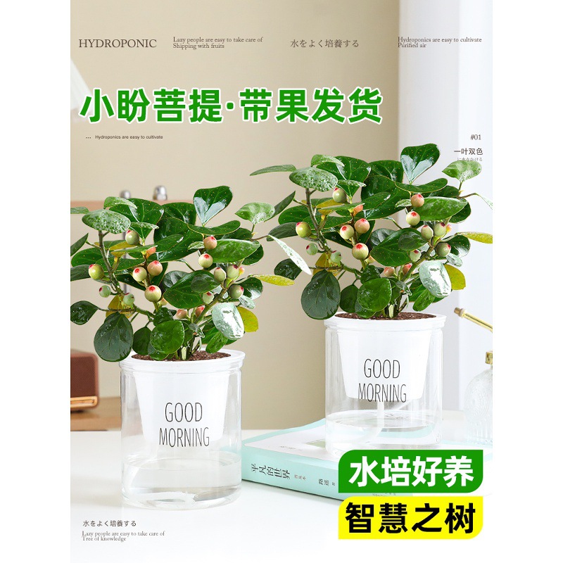 小盼菩提带果盆栽办公室内桌面绿植好养易活水培植物花卉净化空气