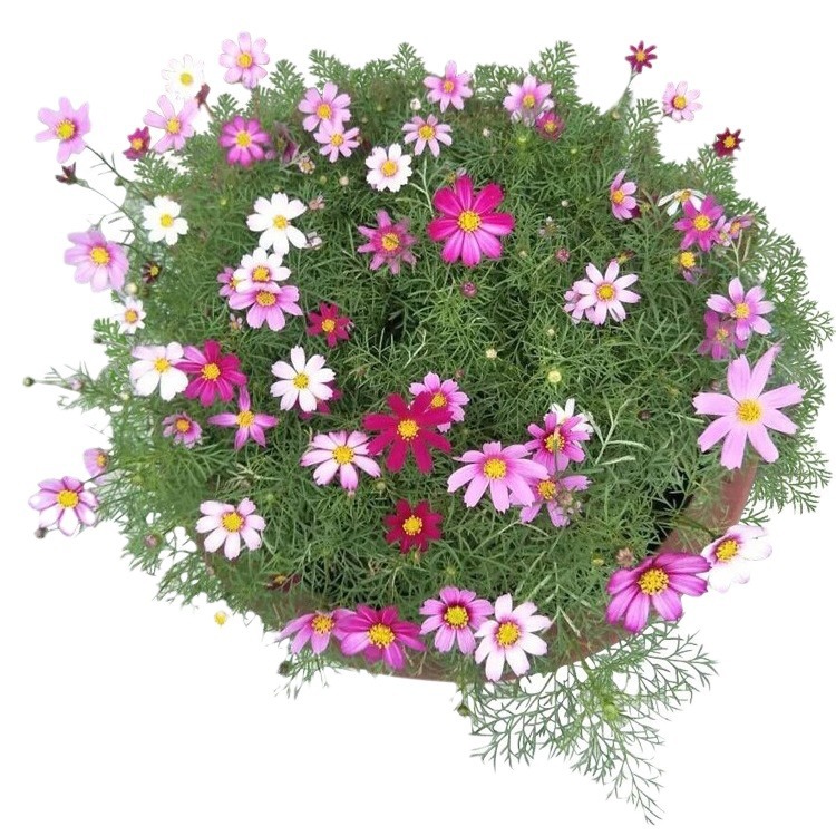 Pequeña margarita, semillas de flores, semillas de flores de manzanilla, siembra en cuatro estaciones, floración, plantación de flores en el balcón interior y exterior, plantación de flores en macetas