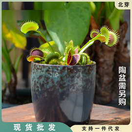 鲨鱼齿捕蝇草小虫草堂苗盆栽花卉食虫草驱蚊草种子超大大嘴大型