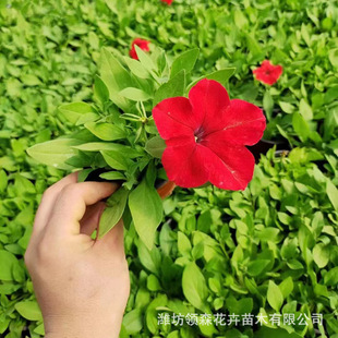 Petunia Morning Glory Morning Glory Bowl Flower Greening Ground Cover Plant Qingzhou Base Seasonal Florals