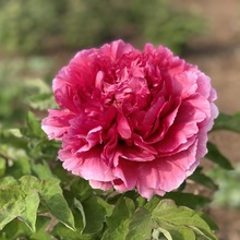 牡丹花苗霓虹幻彩菏泽正宗带花苞种耐寒重瓣花卉树苗宿根