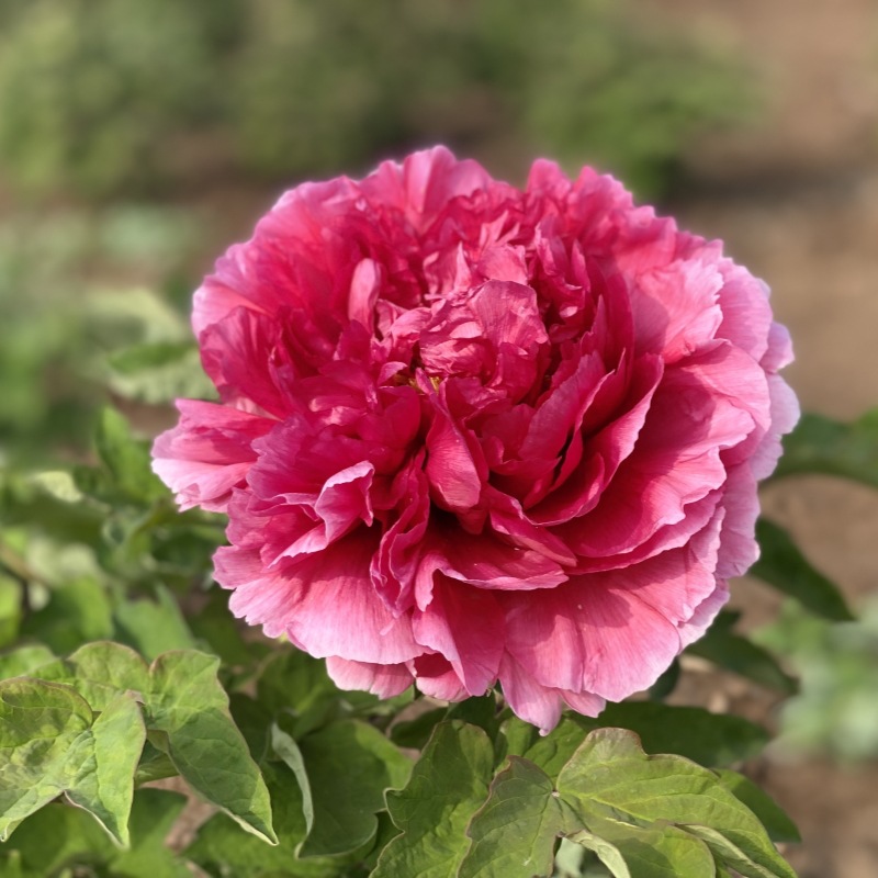 牡丹花苗霓虹幻彩菏泽正宗带花苞种耐寒重瓣花卉树苗宿根