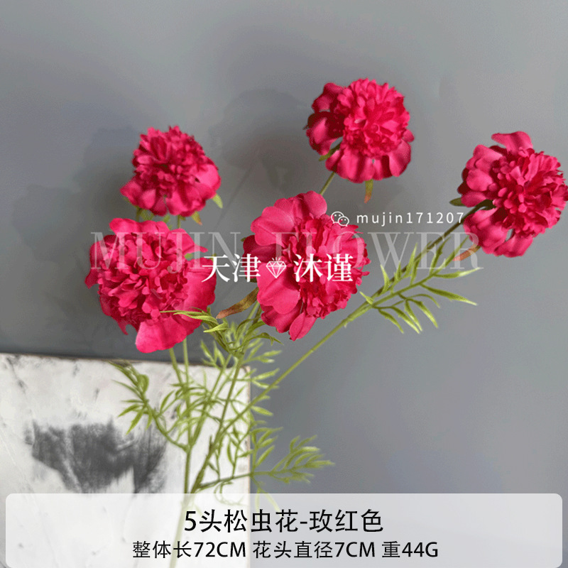 솔잎벌레꽃 5개