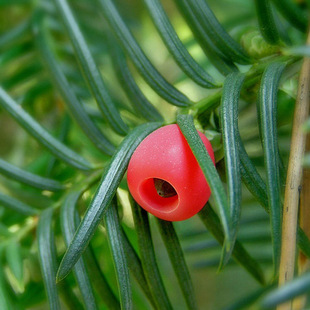 ɳ�ؼt��ɼ�N�� �Ϸ��t��ɼ�N�ӱ����t��ɼ�N�� ���؁��t��ɼ�N��