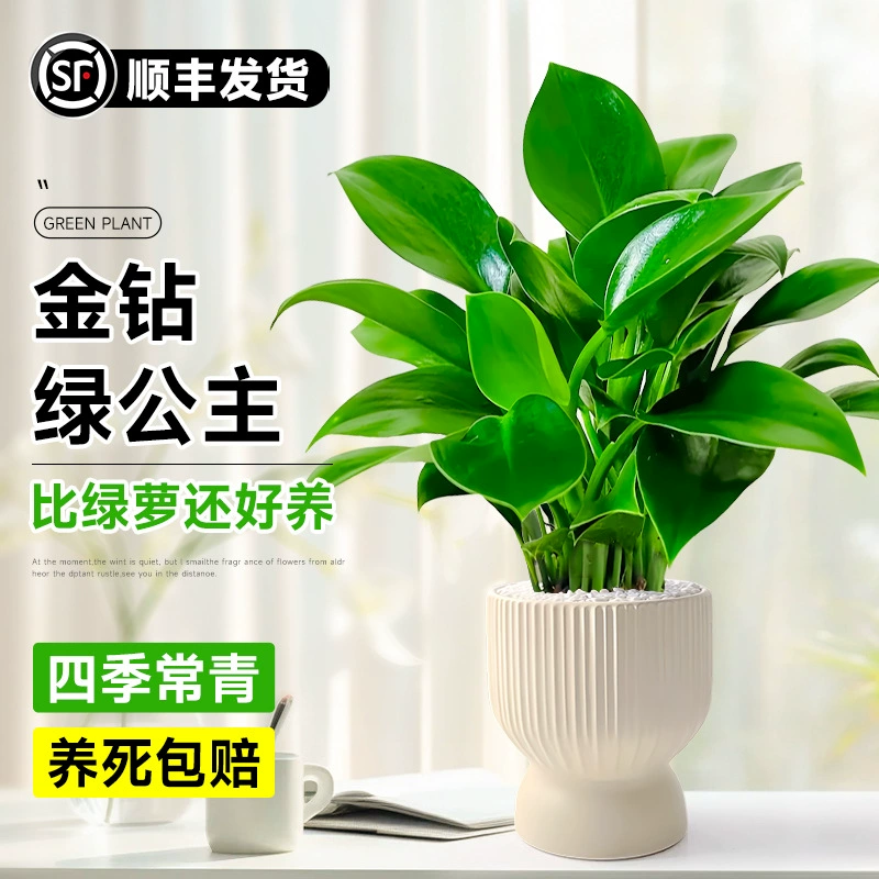 Большой горшок с золотисто-алмазно-зеленым горшком принцессы, поглощающим формальдегид королевским зеленым растением, легко поддерживать в помещении в любое время года, крупнолистовое гидропонное растение.