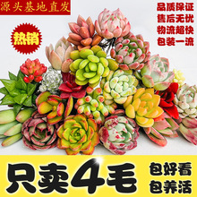 多肉植物批发 多肉穴盘组合 办公室肉肉植物拼盆DIY石莲花座多肉